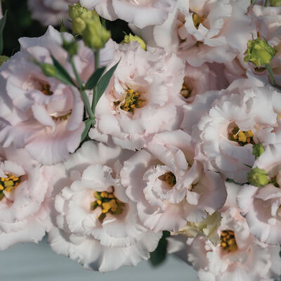 Corelli&trade; II Pink Lisianthus