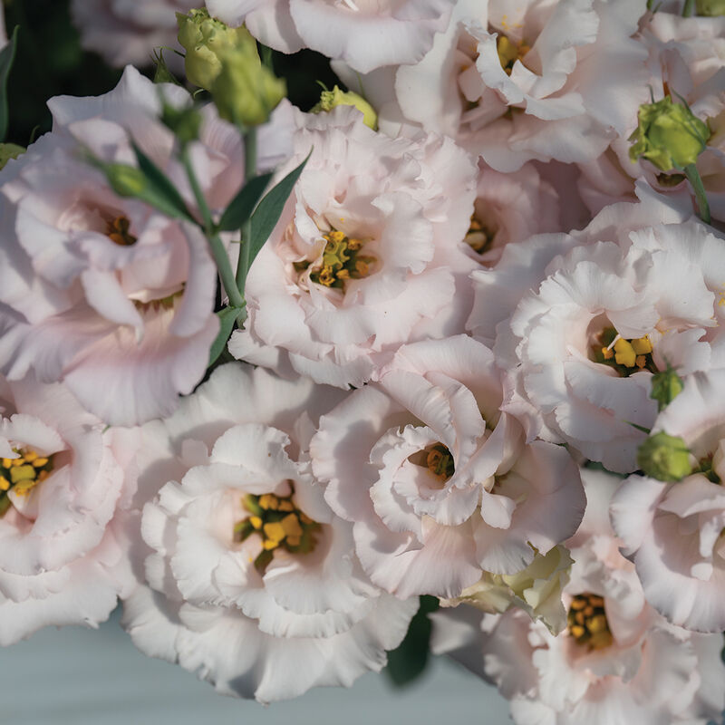 Corelli&trade; II Pink Lisianthus