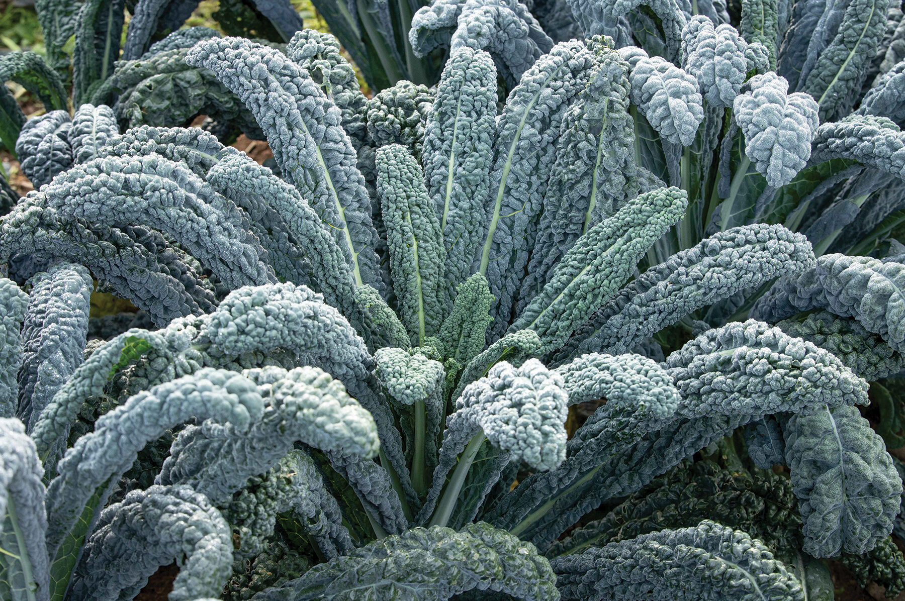 Black Magic Kale