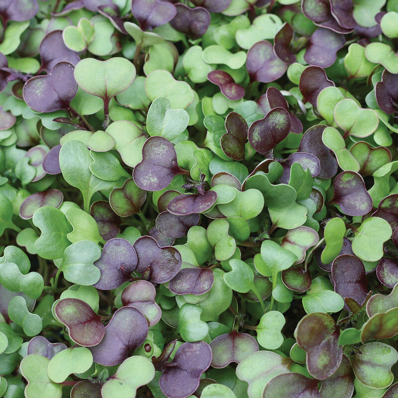 Kale, Kalefetti Mix Microgreen Mixes