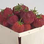 Sparkle &ndash; Spring-Planted Strawberry Bare-Root Plants