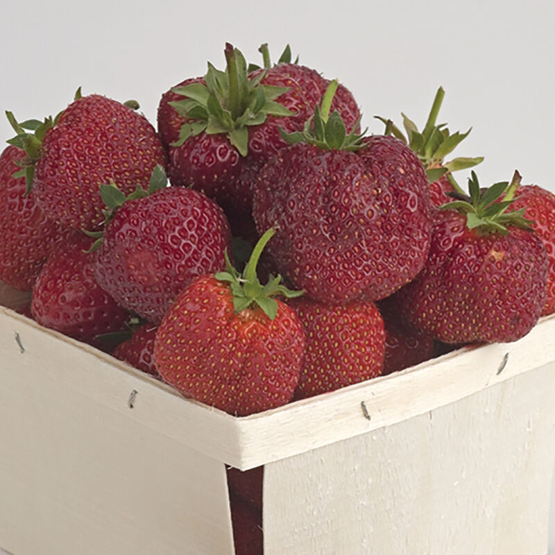 Sparkle &ndash; Spring-Planted Strawberry Bare-Root Plants