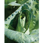 Caraflex Fresh Market Cabbage
