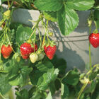 Seascape &ndash; Spring-Planted Strawberry Bare-Root Plants