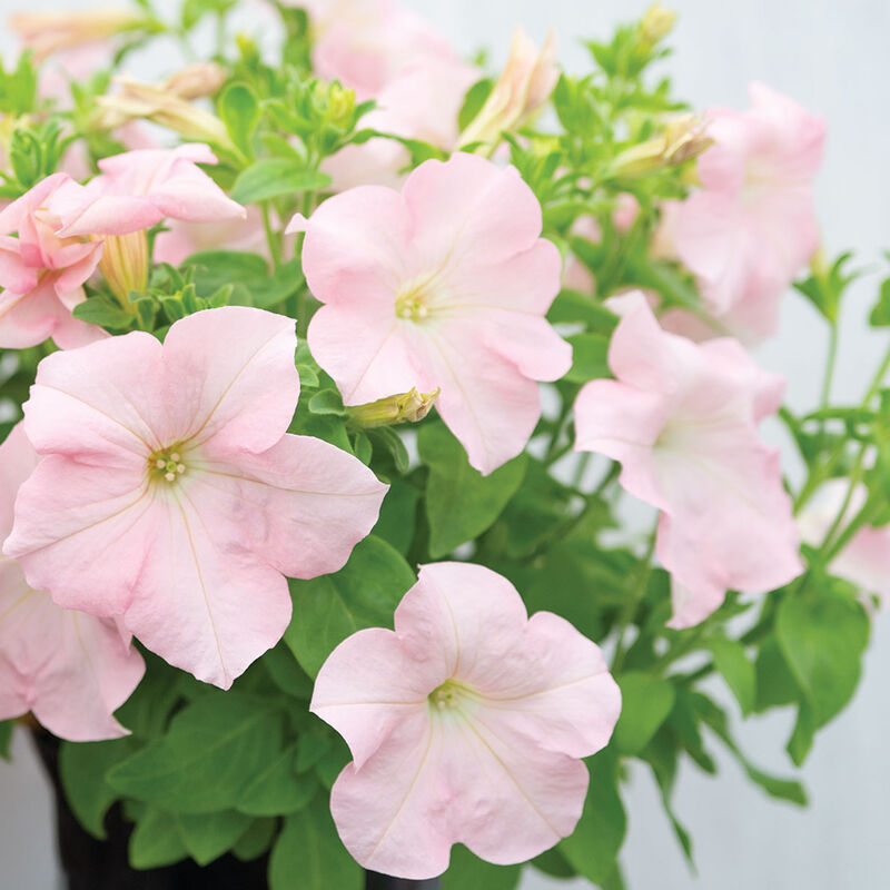 Dreams&trade; Appleblossom Petunia