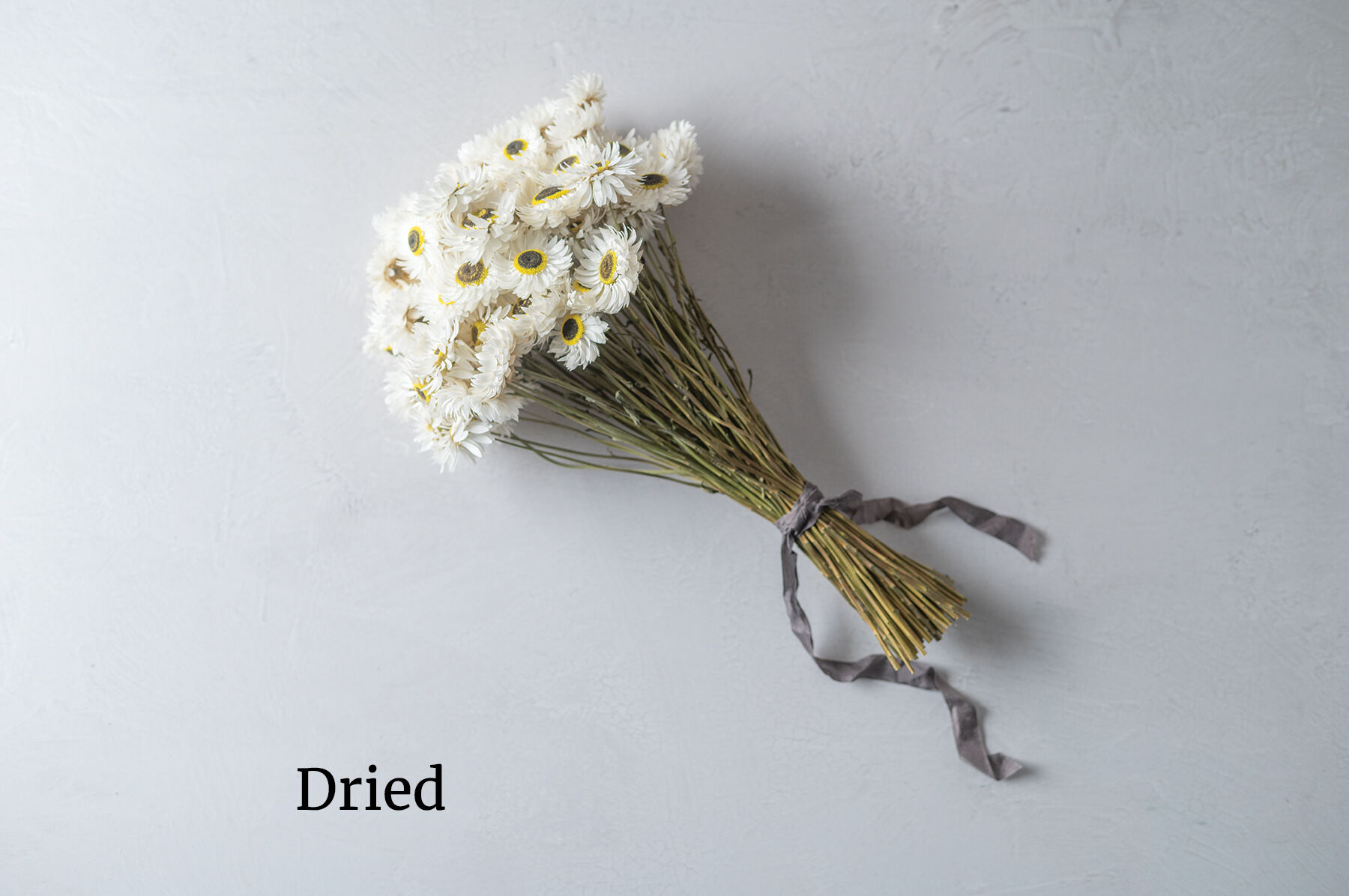 Pierrot White Helipterum (Paper Daisy)