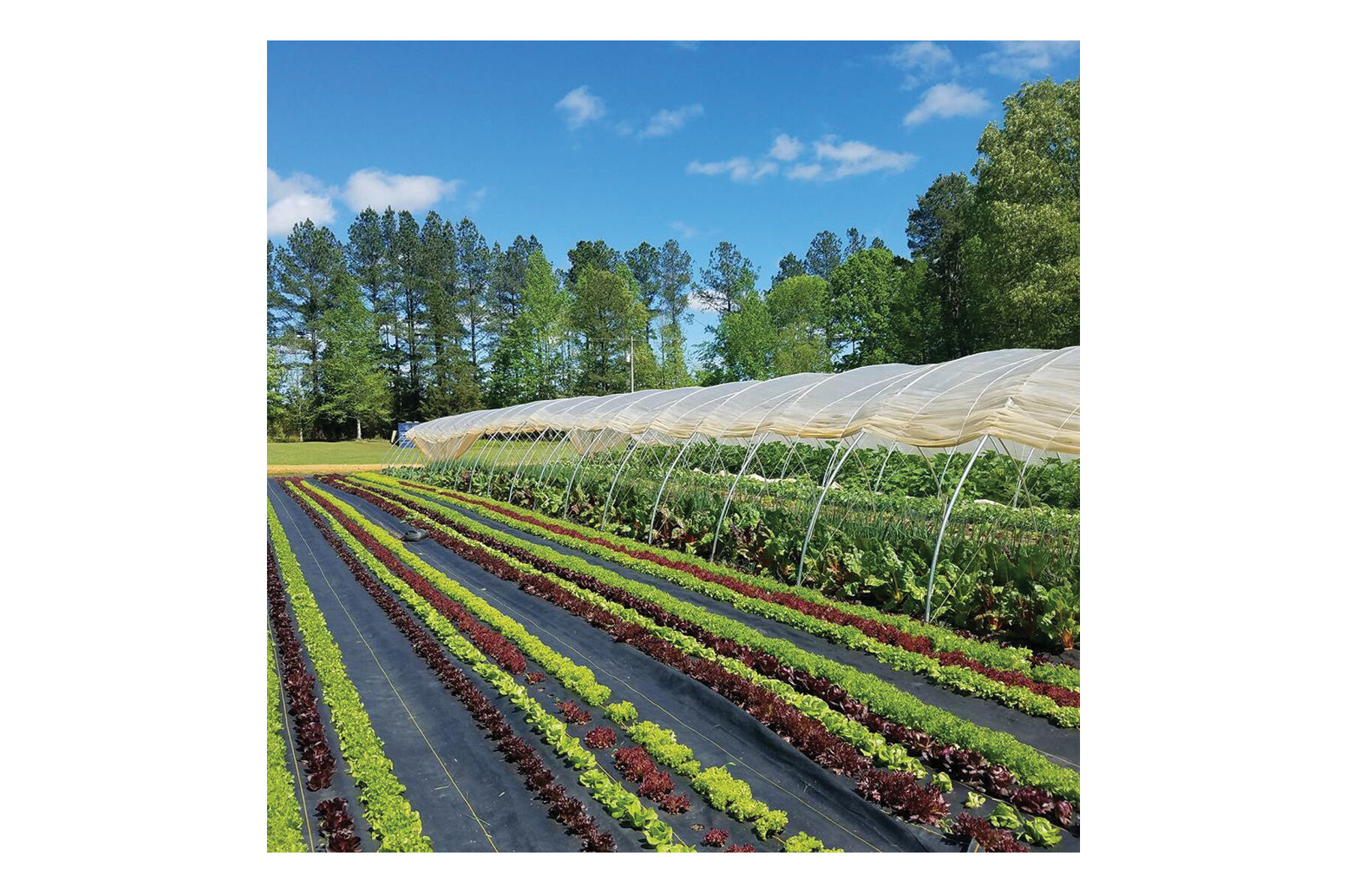 Sunbelt Black Ground Cover &ndash; 10' x 300' Fabric Mulch