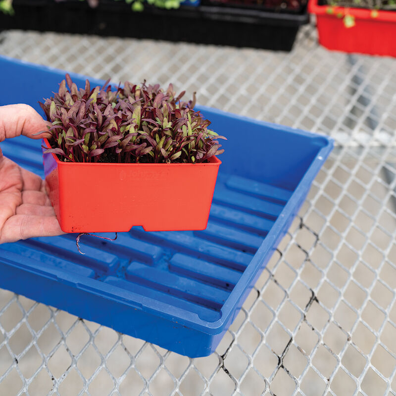 Polypro 5x5 Insert Pots &ndash; Red, 8 Count Plastic Pots