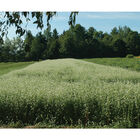 Buckwheat Buckwheat (Cover Crop)