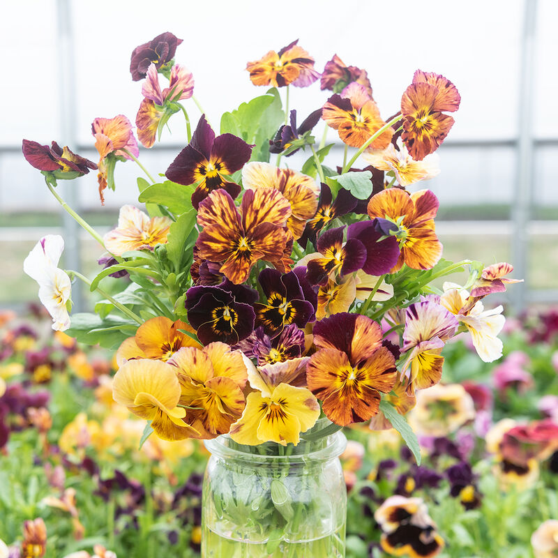 Brush Strokes Viola (Pansy)
