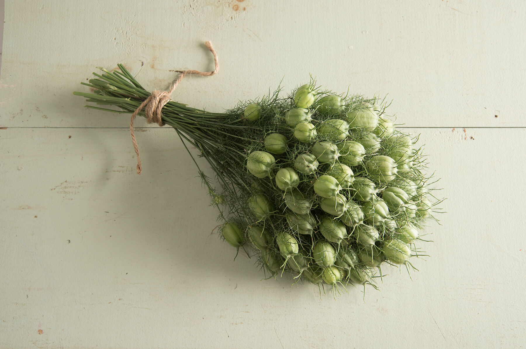 Albion Green Pod Nigella