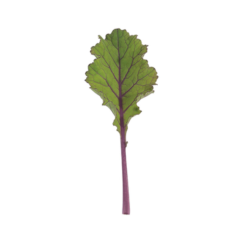 Unicorn Curly Kale