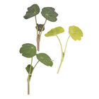 Nasturtium, Shades of Green Shoots