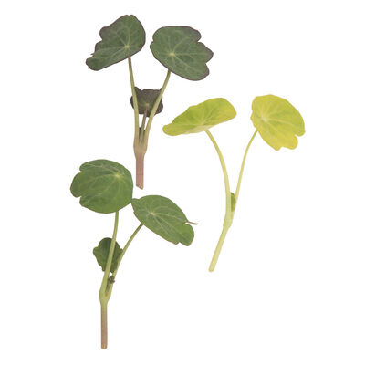 Nasturtium, Shades of Green Shoots
