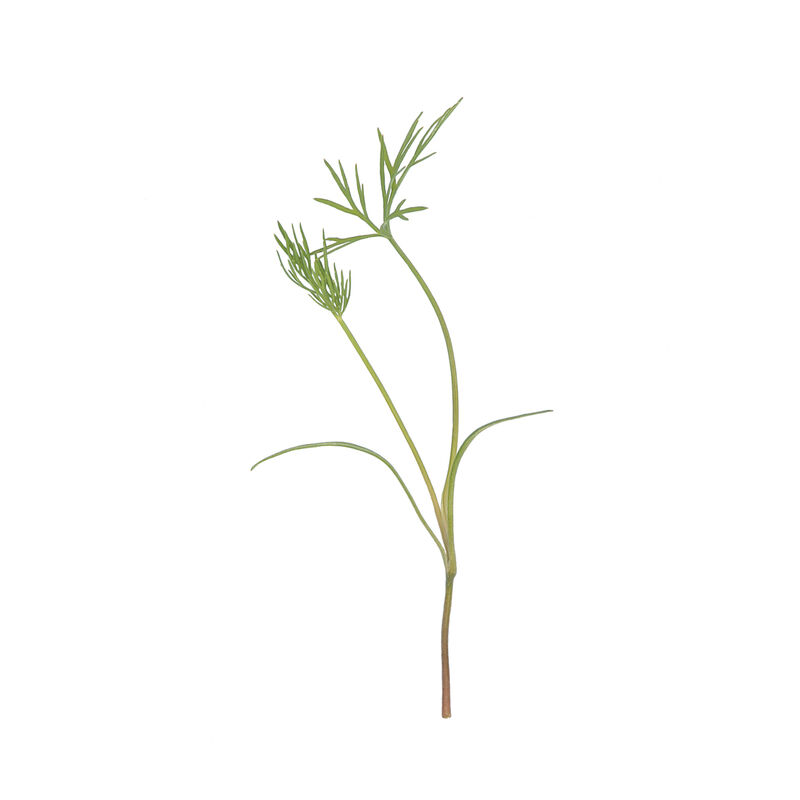 Dill Microgreen Herbs