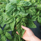 Prospera&reg; Italian Large Leaf DMR (ILL2) Italian Large Leaf Basil