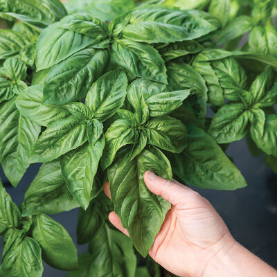 Prospera&reg; Italian Large Leaf DMR (ILL2) Italian Large Leaf Basil
