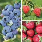 Berry Lover's Collection Fruit Collections