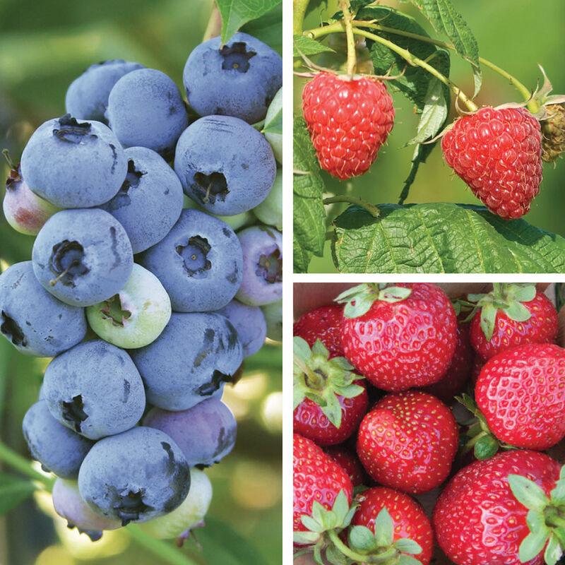Berry Lover's Collection Fruit Collections