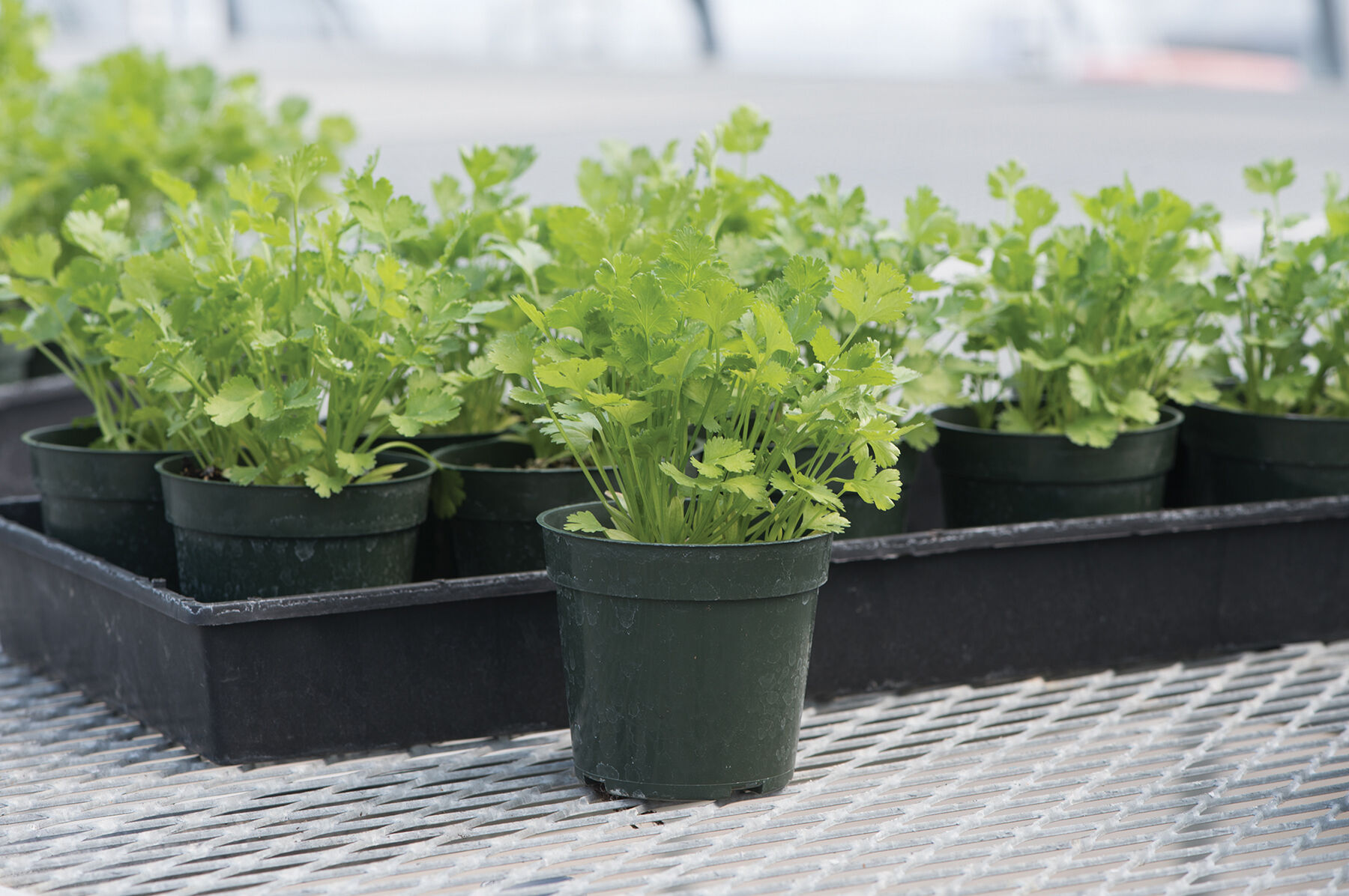 Santo Cilantro (Coriander)