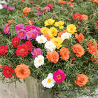 Happy Trails&trade; Mixture Portulaca
