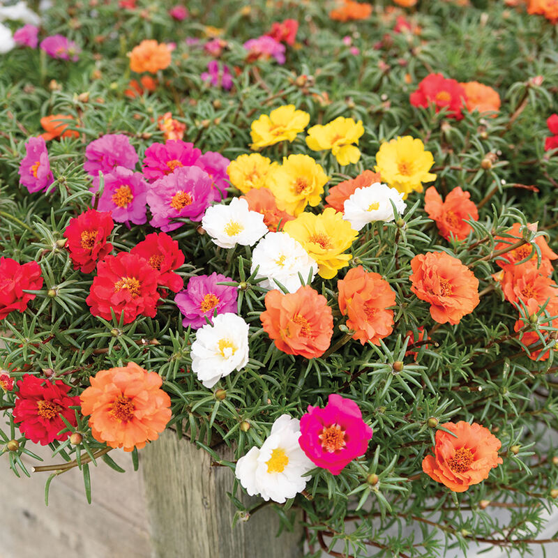 Happy Trails&trade; Mixture Portulaca