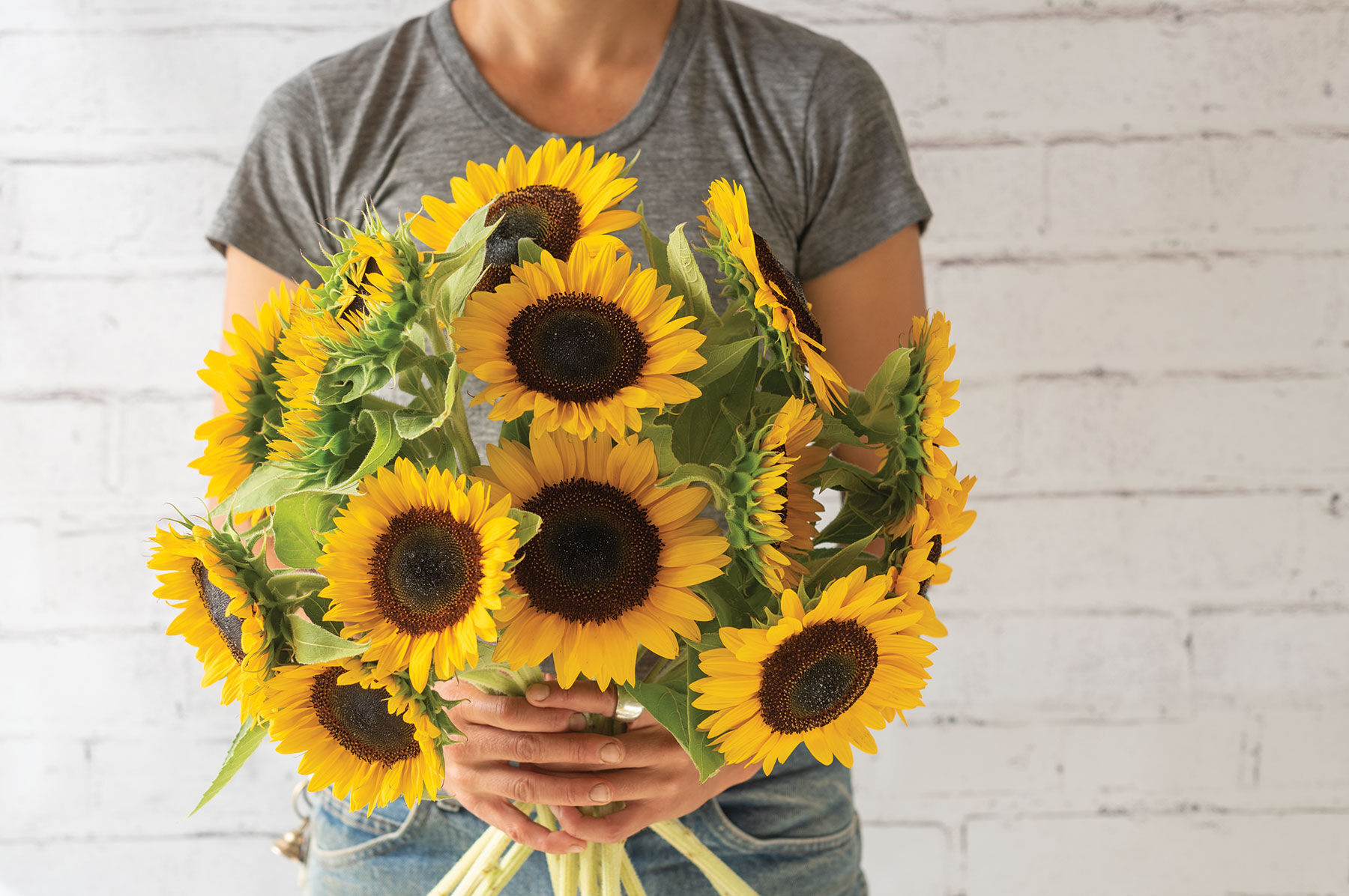 Sunbright Supreme Tall Sunflowers