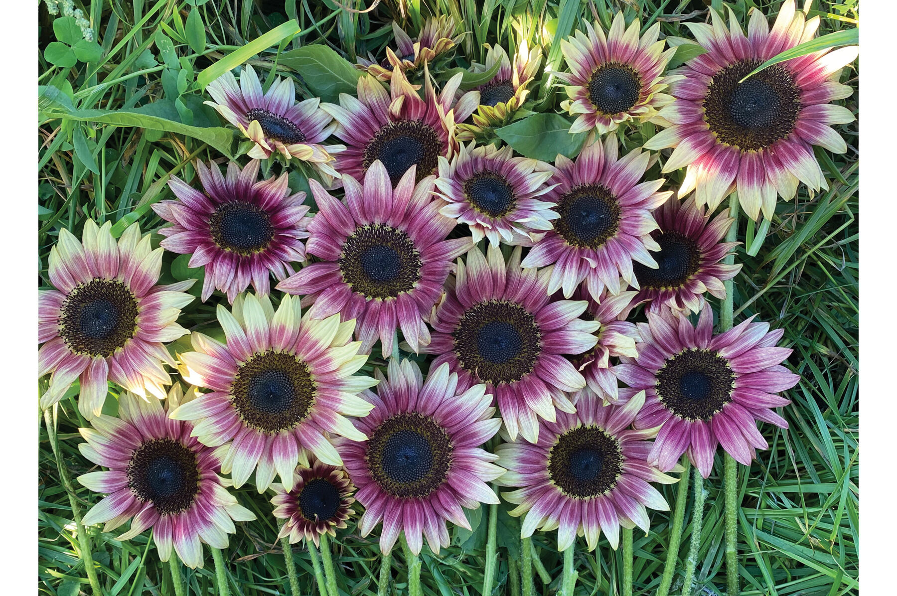 Strawberry Blonde Tall Sunflowers