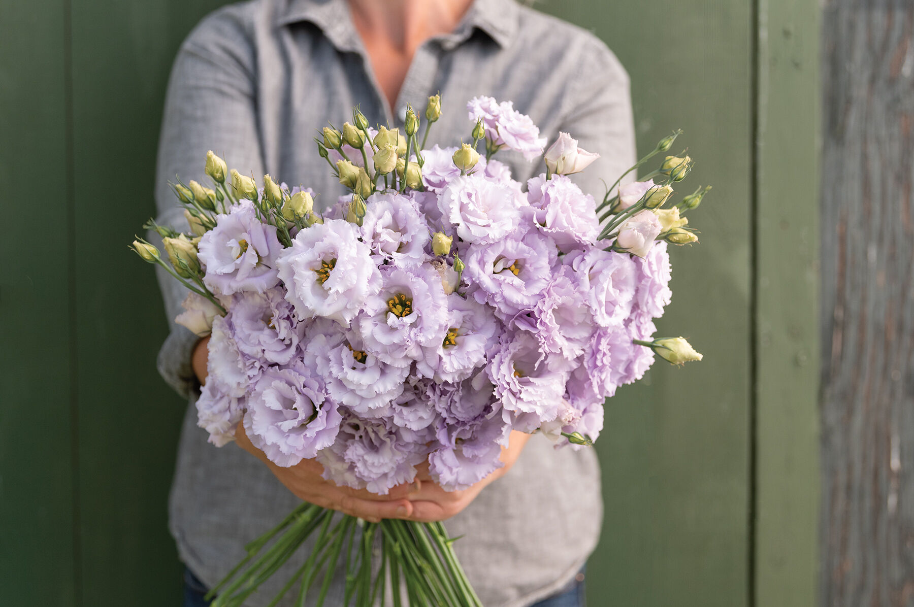 Voyage 2 Lavender Online-Only