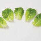 Higgs Salanova&reg; &ndash; Green Butter Salanova&reg; Lettuce
