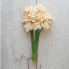 Flower Surprise Narcissus (Daffodil)