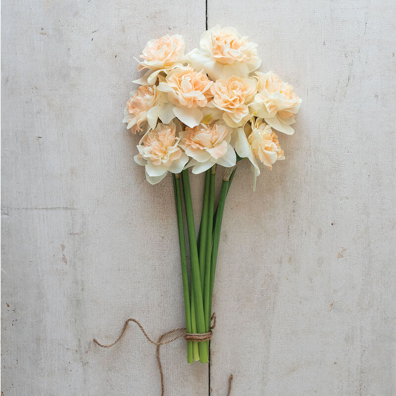 Flower Surprise Narcissus (Daffodil)