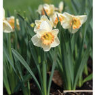 Martha Stewart Narcissus (Daffodil)