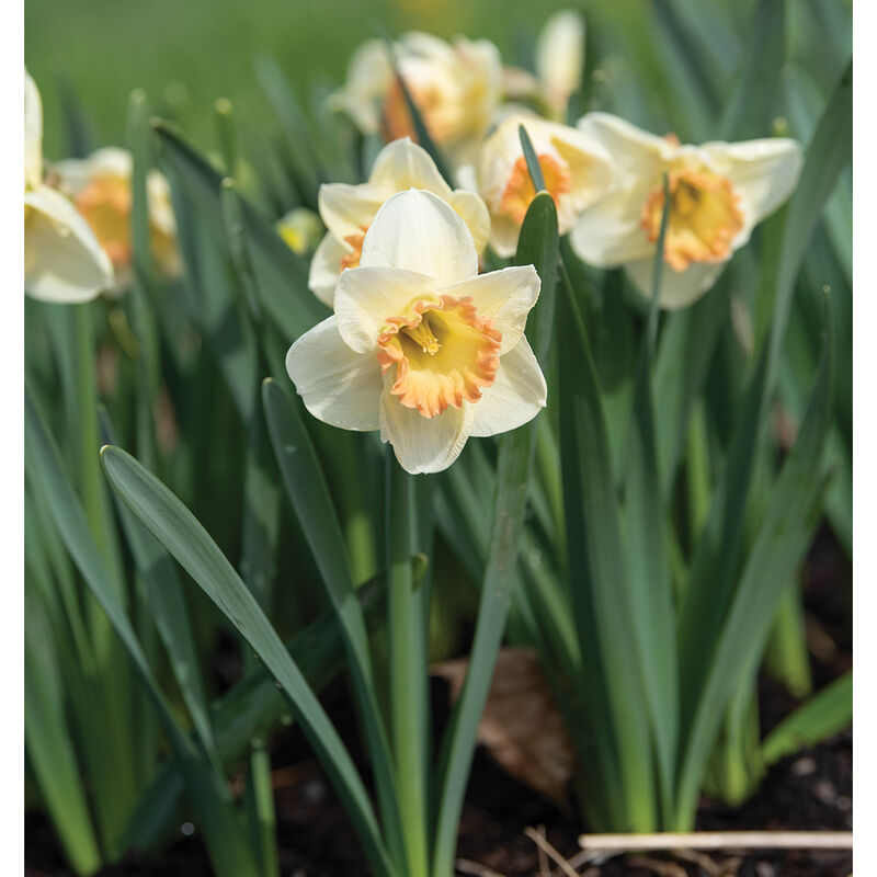Martha Stewart Narcissus (Daffodil)