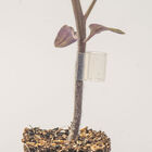 Top-Grafting Clips with Channel &ndash; 2.8 mm Grafting Supplies