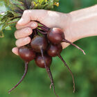 Babybeat Round Red Beets