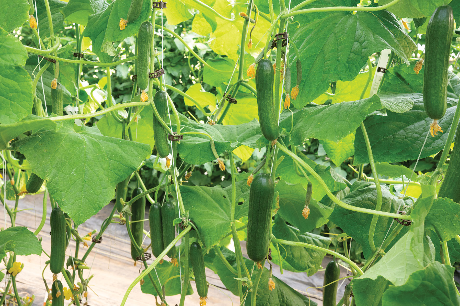 Katrina Cucumbers