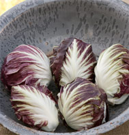 Leonardo radicchio