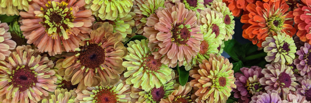 Zinnia Flowers