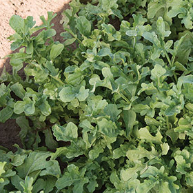 Arugula Greens