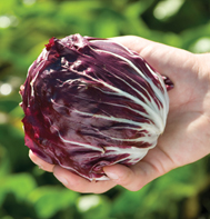 Perseo radicchio