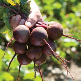 How to Grow Pelleted Beets