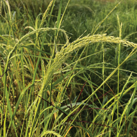 How to grow grains and grasses