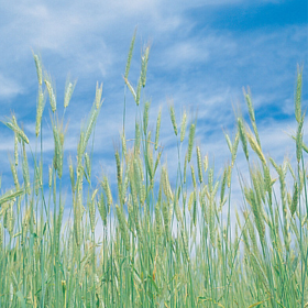 Winter grains