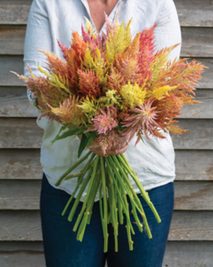 bouquet of Shimmer celosia