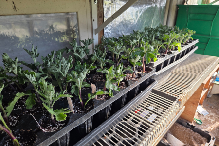 mum cuttings