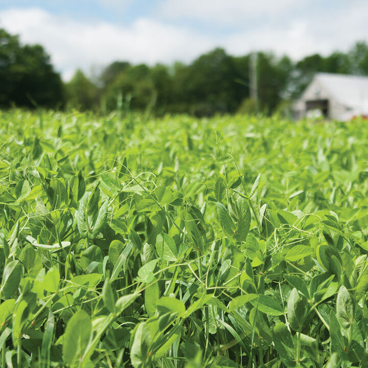 Cover Crops