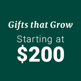 Gifts Starting at $200