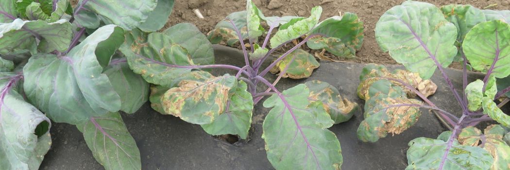 Brassica Pest & Disease Prevention