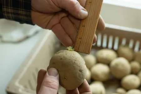 Let the potatoes sprout until eyes are 1/8